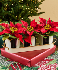 MacKenzie-Childs – Courtly Stripe Poinsettia Triple Potted Blooms - Image 2